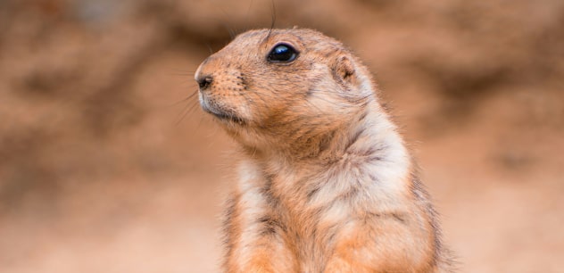 DUG The Gopher